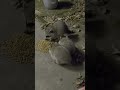 Racoons eating cat food