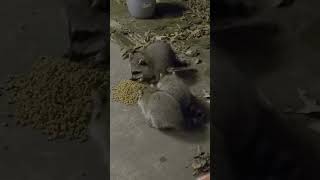 Racoons eating cat food