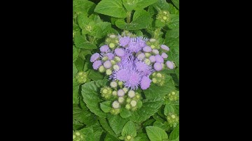 Cây Cỏ Cứt Lợn ( cây cỏ Hôi) công dụng tuyệt vời!