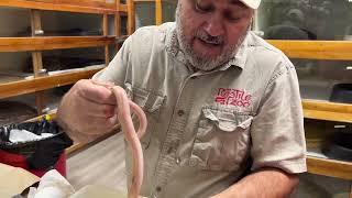 Hatching World's First Baby Reticulated Pythons! (Crazy Rare Snakes) Profile