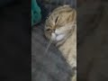 мой котик уже Чиловый