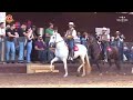 TEXTOR ELEGANTE Campeão Cavalo Graduado da Exposição Nacional do Cavalo Mangalarga Marchador 2022