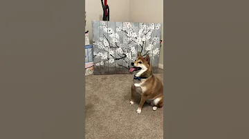 Multilingual Dog 