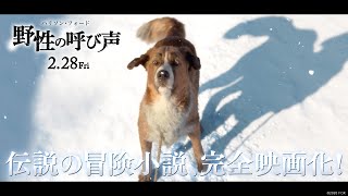 映画『野性の呼び声』TVCM１５秒【最強の相棒】編　２月２８日（金）公開