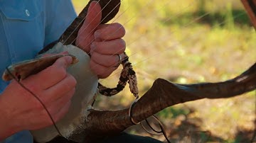 The King Lyre of Pan (Kylix lyre) - 9strings Ancient Greek Lyre - Massive Authentic Lyre
