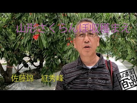 さくらんぼ Youtube さくらんぼ Youtube