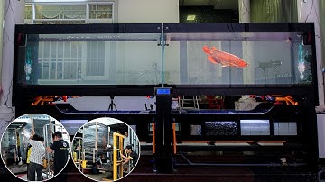 Về Sa Đéc lắp đặt HỒ CÔNG NGHỆ "SONG ĐẤU" 1m55 CHƠI CÁ RỒNG CỰC KHỦNG | HỆ THỐNG LỌC MỚI NHẤT