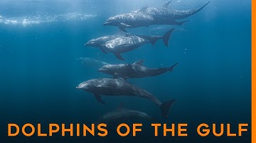 The Gulf is the BEST Place to See Dolphins!
