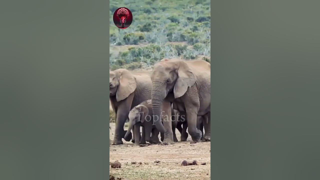 Top 5 Strongest Animals In The World shorts topfacts sorts shorts top-5-strongest-animals-in-the-world-shorts-topfacts-sorts-shorts