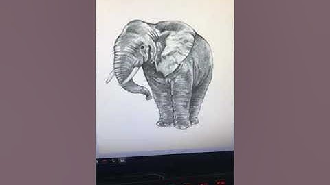 Cách dùng Animal 4D