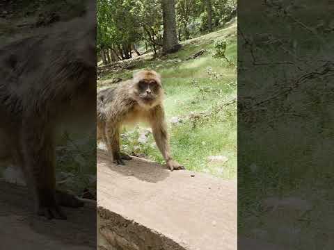 الله ينجينا من جشع القرود