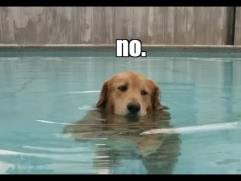 Dog says NO
