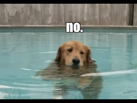 Animal Golden Retriever Dog Men's Swim Trunks, Beach