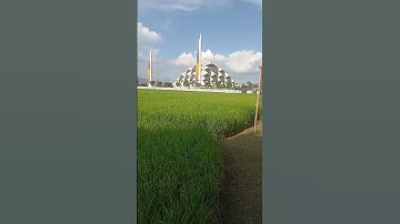Evening Walk in Rice Fields | Jalan Santai di Sawah Menyejukkan Hati