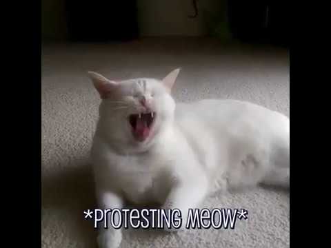 pets at home Funny Weird Cat Noises