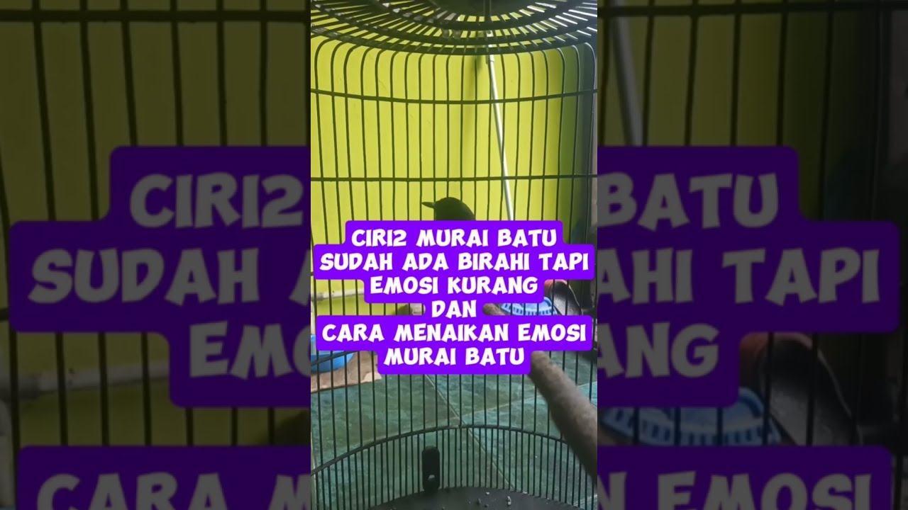 CIRI2 MURAI BATU SUDAH ADA BIRAHI TAPI KURANG EMOSI
