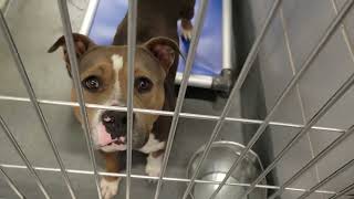 acs A674581