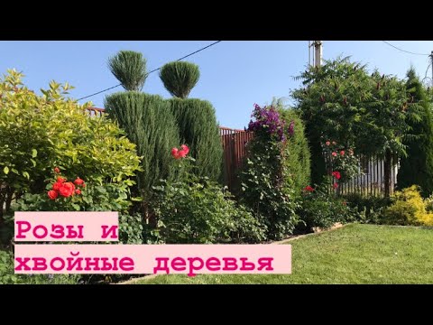 Видео: Нужно ли скальным розам солнце?