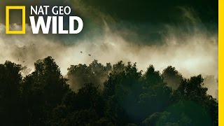 Official Trailer | Wild New Zealand