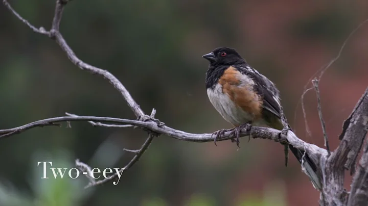 Spring Bird Calls at Brae Island with Vincent Clem...