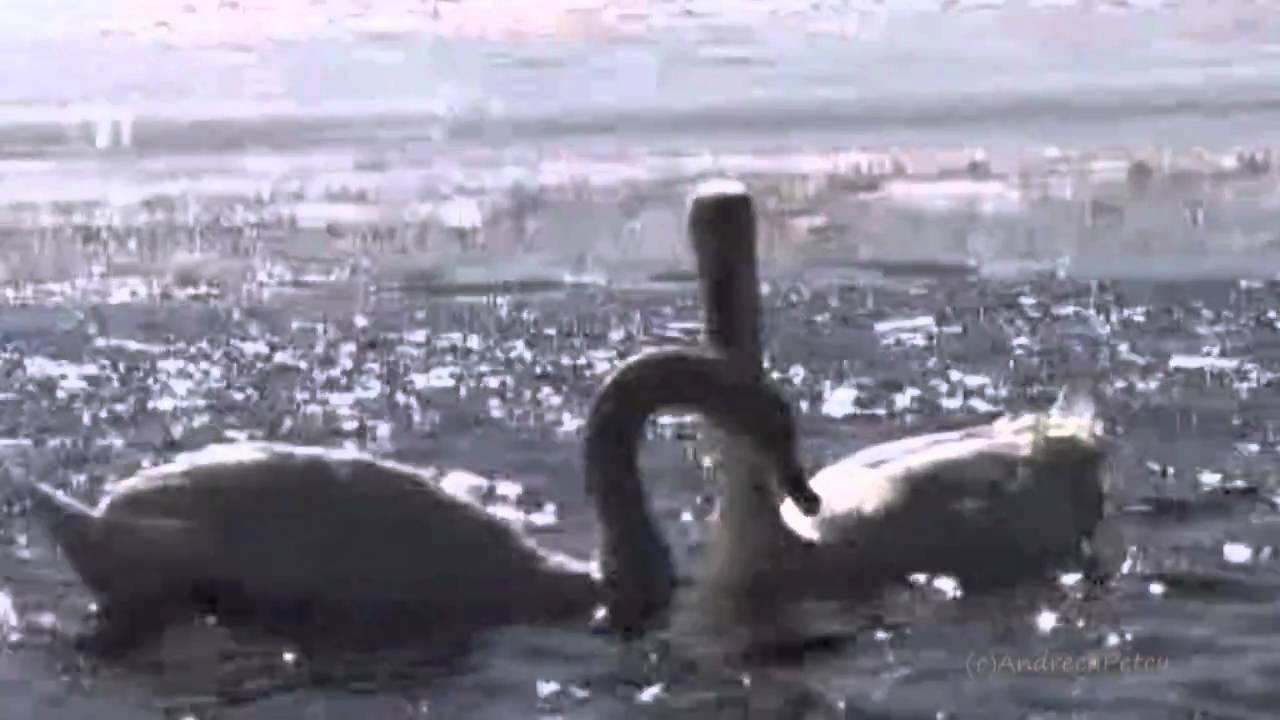 ALEXANDER KULISH - Swan Lake - YouTube