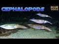 Super Suckers:  Cephalopods! | JONATHAN BIRD'S BLUE WORLD