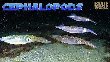 Super Suckers:  Cephalopods! | JONATHAN BIRD'S BLUE WORLD