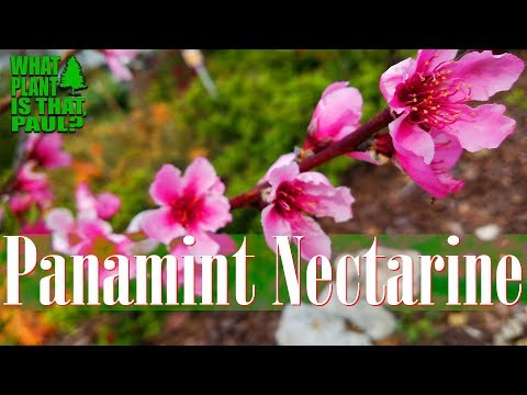 ቪዲዮ: Panamint Nectarine Tree Care - ስለ Panamint Nectarines ስለማሳደግ ይወቁ