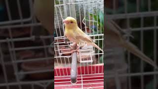 تربية كناري لاراص ايزابيل اغات ساتيني غلوستر في الجزائر 🇩🇿#birds #طيور #الجزائر #كناري #canari #dz