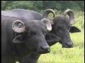 Criação de búfalos no Tocantins
