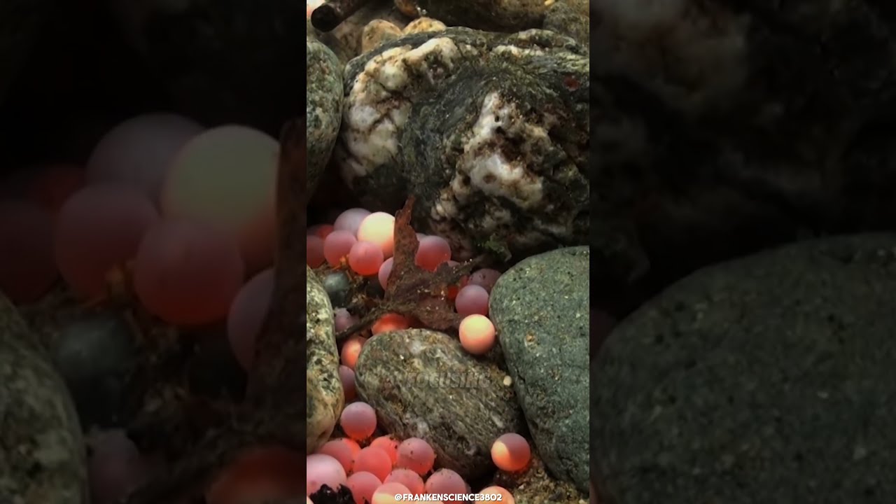 Why Salmon Turn Into Zombies