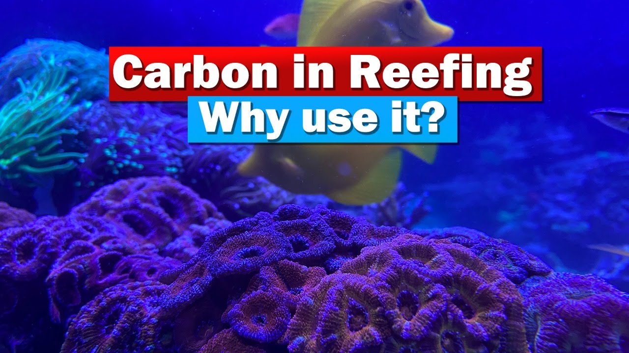 Carbon in your Saltwater Reef Aquarium - MaxresDefault