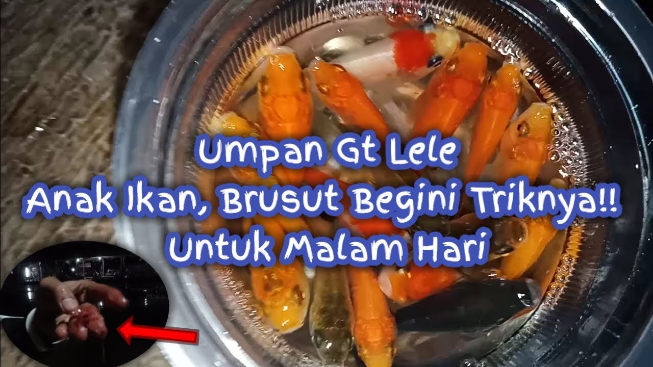 Umpan Galatama Lele Anak Ikan Mas Malam Hari, Sekali Lempar Langsung