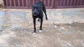 Pitbull Com Labrador