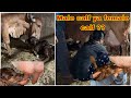 Tilu ka baby and first time cow milking
