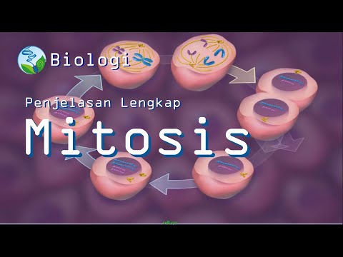 Video: Apa saja 18 tahap mitosis sel tumbuhan?