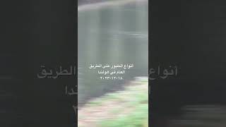 أنواع الطيور  على الطريق العام في هولندا