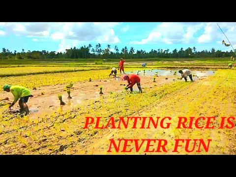 planting rice is never fun essay