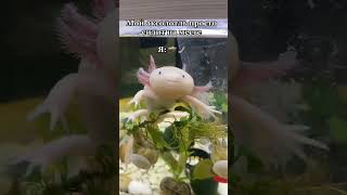 Что если не жиза 🫢 #аксолотль #axolotl