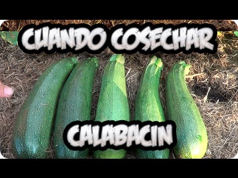 Video: Cosecha De Calabacín