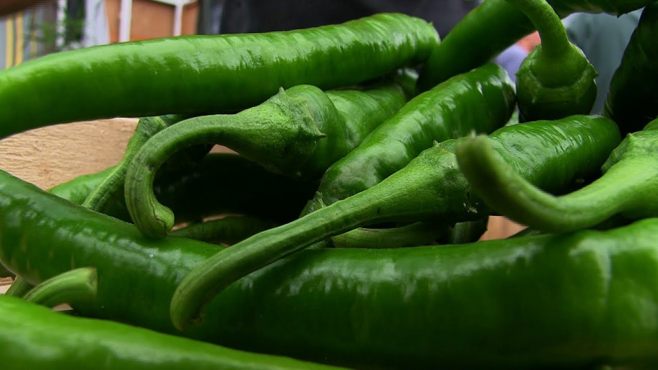 Le piment doux d'Anglet l'autre piment du Pays basque