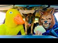 Wolf surprises puppy  rubber ducky with car ride chase