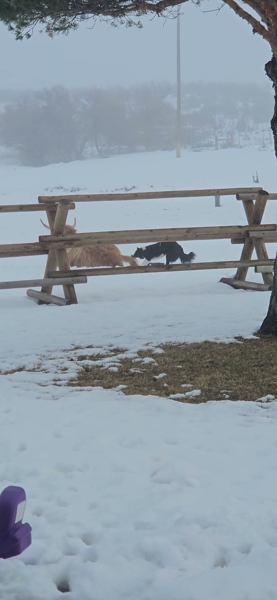 Dog Wants to Play With Unbothered Highland Cow || ViralHog