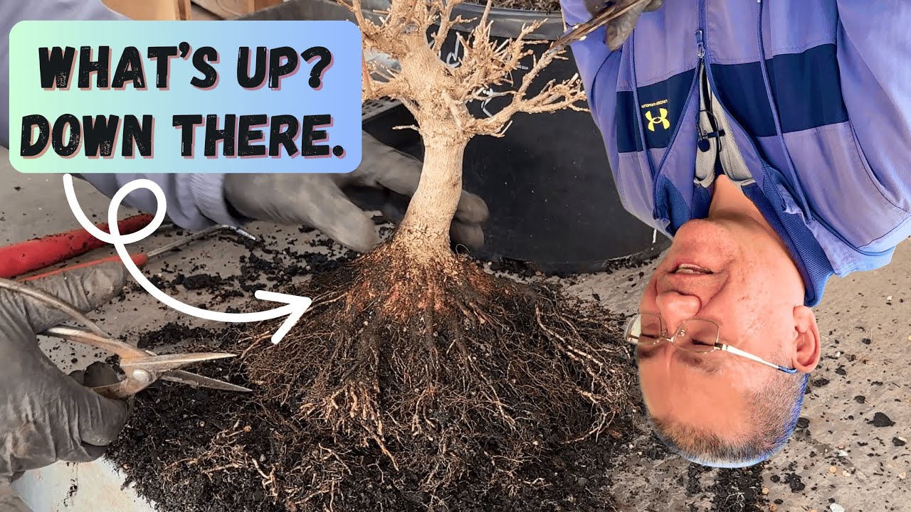Flip Your Perspective On The Importance Of Bonsai Root Pruning
