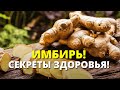 Почему Имбирь Должен Быть в Вашем Рационе? Ваш Личный Помощник по Здоровью!