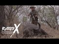 Cape Buffalo - Stalk in the Selous