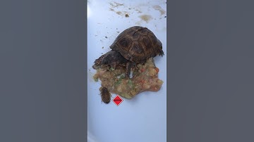 Roach or Slug for Lunch #shortvideos #easternboxturtle #reptile