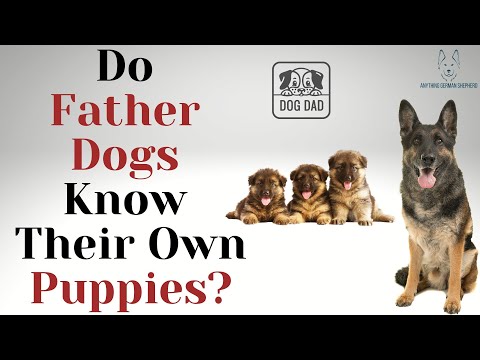 Video: Kan hundelittere ha mer enn en far? Du kan bli overrasket 