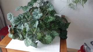 видео: Пересадка и Деление ТИГРОВОЙ БЕГОНИИ БАУЭРА картинка: Пересадка и Деление ТИГРОВОЙ БЕГОНИИ БАУЭРА