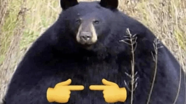 Funniest Animal Videos Ever (Part 4)